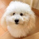 もふもふになった犬をトリミングした結果…衝撃的な『別の動物になったビフォーアフター』が41万再生「さっぱりしすぎで草」「笑うｗｗ」と爆笑(ブログ)