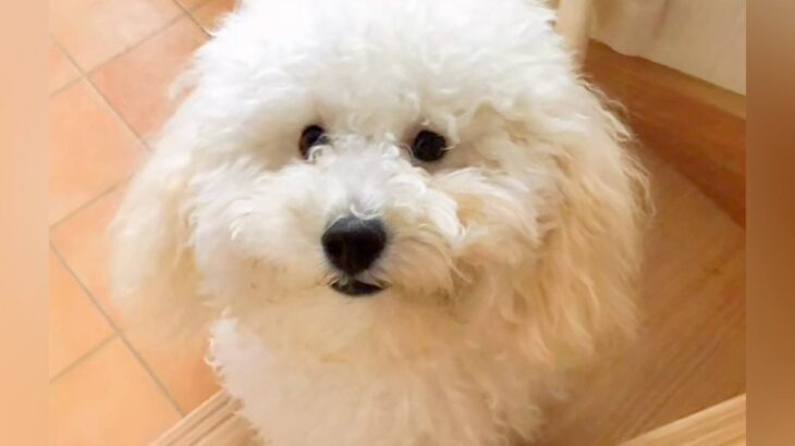 もふもふになった犬をトリミングした結果…衝撃的な『別の動物になったビフォーアフター』が41万再生「さっぱりしすぎで草」「笑うｗｗ」と爆笑(ブログ)