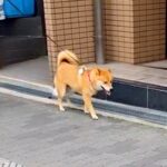 外を歩いていたら、散歩中の愛犬と偶然鉢合わせして…気付いた瞬間の『100点満点なリアクション』が90万再生「顔ｗ」「二度見してて草」(ブログ)