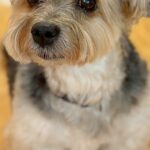 『かわいい〜！まだ赤ちゃんですか？』と言われた犬→実は12歳を超えている『若々しい姿』に1万いいね「確かに赤ちゃん」「なんてお若いの」(ブログ)