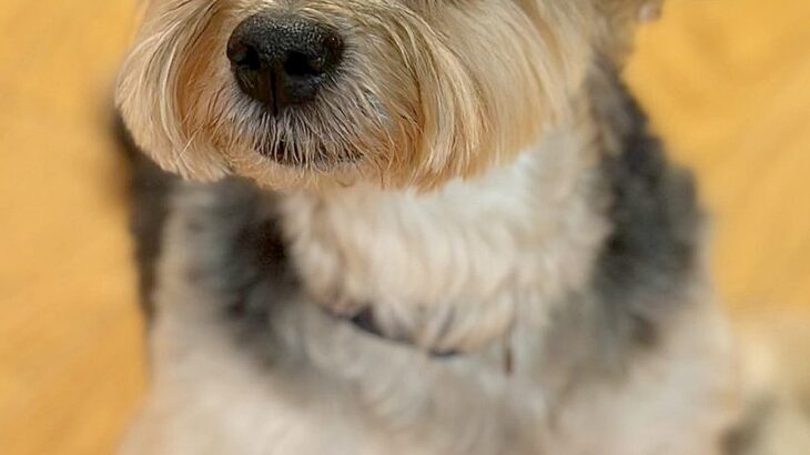『かわいい〜！まだ赤ちゃんですか？』と言われた犬→実は12歳を超えている『若々しい姿』に1万いいね「確かに赤ちゃん」「なんてお若いの」(ブログ)