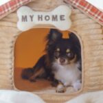 犬を『リラックス』させる環境づくりのコツ4つ　快適に過ごせる理由から改善すべきNG環境まで(ブログ)