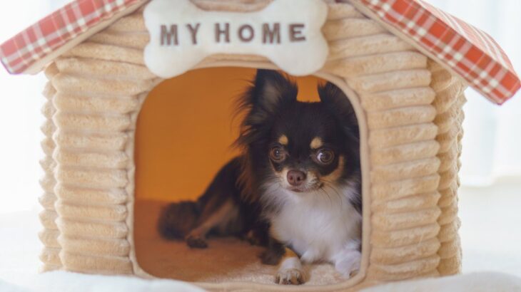 犬を『リラックス』させる環境づくりのコツ4つ　快適に過ごせる理由から改善すべきNG環境まで(ブログ)