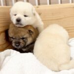 生まれて15日目の赤ちゃん犬が脱走→慌てる母犬の横で…予測不能すぎる『衝撃的な行動』が13万再生「困ってて可愛いｗ」「身体能力すご」(ブログ)