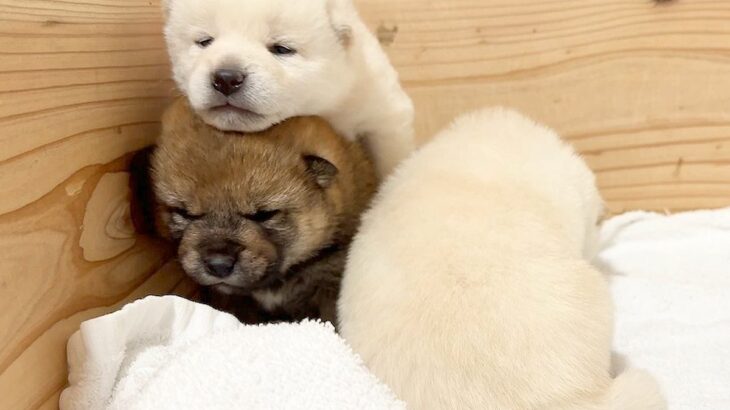 生まれて15日目の赤ちゃん犬が脱走→慌てる母犬の横で…予測不能すぎる『衝撃的な行動』が13万再生「困ってて可愛いｗ」「身体能力すご」(ブログ)
