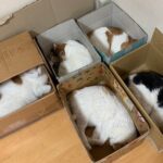 「梱包完了ですニャ」1箱に1匹ずつ入る猫たちの収まり具合が良すぎて今にも出荷されそう(ブログ)