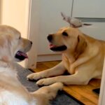 2匹の大型犬の頭に、オカメインコが飛んできて…まるでおとぎ話のような『尊い光景』が8万再生「超笑ってて最高」「世界中の幸せが詰まってる」(ブログ)