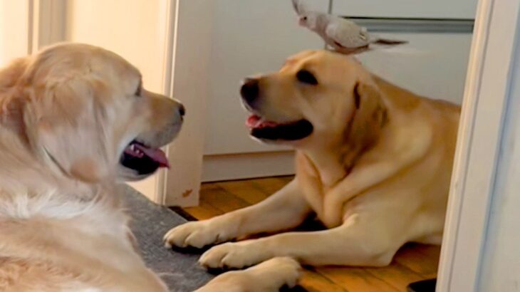 2匹の大型犬の頭に、オカメインコが飛んできて…まるでおとぎ話のような『尊い光景』が8万再生「超笑ってて最高」「世界中の幸せが詰まってる」(ブログ)
