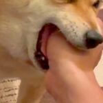 帰宅したお父さんに『おかえりなさい』する犬→愛が強すぎて…喜びが大爆発してしまった『まさかの行動』が35万再生「味ってて草」「笑ったｗ」(ブログ)