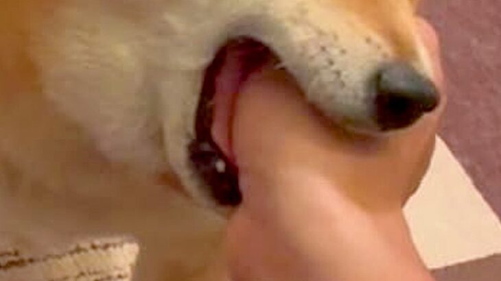 帰宅したお父さんに『おかえりなさい』する犬→愛が強すぎて…喜びが大爆発してしまった『まさかの行動』が35万再生「味ってて草」「笑ったｗ」(ブログ)