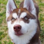 『加工じゃないよ』瞳の中に”星”がある大型犬→じっくり見てみると…『あまりにも美しい光景』に3万いいね「神様からの贈り物」「アイドル」(ブログ)