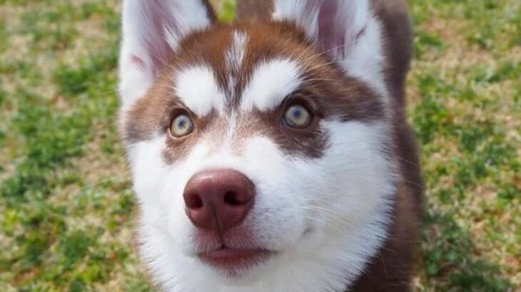 『加工じゃないよ』瞳の中に”星”がある大型犬→じっくり見てみると…『あまりにも美しい光景』に3万いいね「神様からの贈り物」「アイドル」(ブログ)