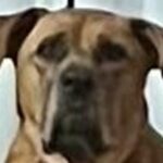 『スイカもらったから後で食べようね』と超大型犬に伝えた結果…普段は絶対にしない『まさかの行動』に1万いいね「思ったより待ってて草」と反響(ブログ)