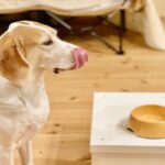 犬の『食器』がヌルヌルするのはなぜ？主な3つの原因や普段からできるヌメリ対策まで(ブログ)