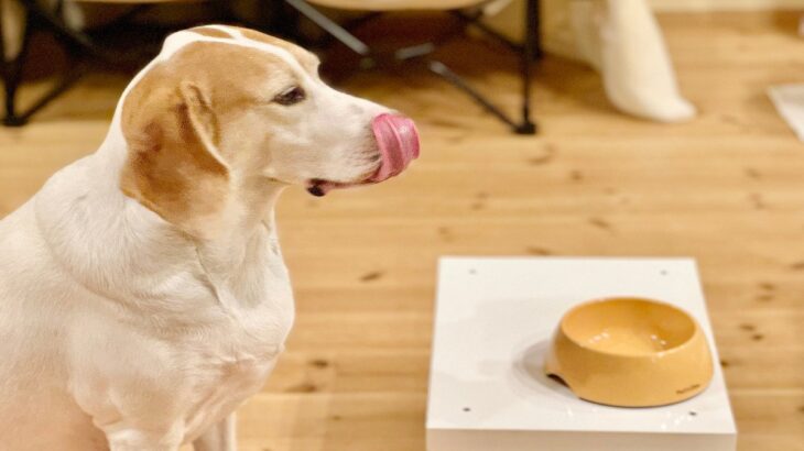 犬の『食器』がヌルヌルするのはなぜ？主な3つの原因や普段からできるヌメリ対策まで(ブログ)