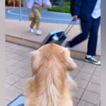 駅前までパパを迎えに行った大型犬→気づかないかと思ったら、次の瞬間…泣きそうになるほど『健気な行動』が79万再生「匂いでわかるのかな」(ブログ)