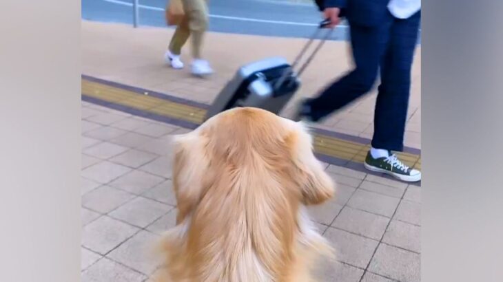 駅前までパパを迎えに行った大型犬→気づかないかと思ったら、次の瞬間…泣きそうになるほど『健気な行動』が79万再生「匂いでわかるのかな」(ブログ)