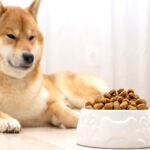 犬がフードと合っていないときにみせる5つのサイン　愛犬に適した食事を選ぶにはどうしたらいいの？(ブログ)