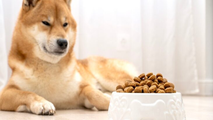 犬がフードと合っていないときにみせる5つのサイン　愛犬に適した食事を選ぶにはどうしたらいいの？(ブログ)