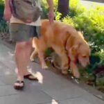 散歩中の大型犬が『いるはずのないお姉ちゃんとすれ違ったら気付くのか？』検証→愛を感じる『まさかの展開』に反響「感動」「声かけてないのに」(ブログ)