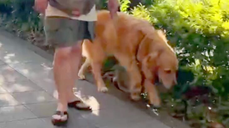 散歩中の大型犬が『いるはずのないお姉ちゃんとすれ違ったら気付くのか？』検証→愛を感じる『まさかの展開』に反響「感動」「声かけてないのに」(ブログ)