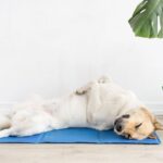 犬の『暑さ対策』は何月まですべき？夏だけではない注意点から異変を感じたときの対処法まで(ブログ)