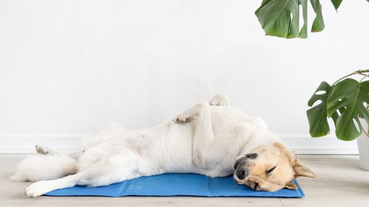 犬の『暑さ対策』は何月まですべき？夏だけではない注意点から異変を感じたときの対処法まで(ブログ)