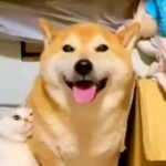 雷が怖くて押し入れに隠れる犬→震えていたら、同居犬と猫がそばに来て…思わず泣ける『素敵な行動』が72万再生「優しすぎて感動」「心強い」(ブログ)