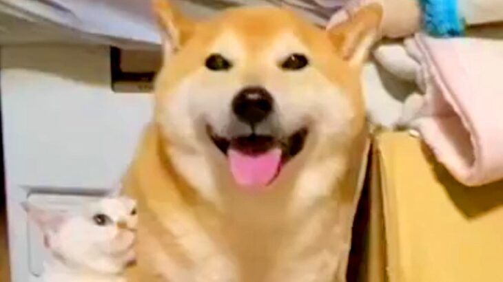 雷が怖くて押し入れに隠れる犬→震えていたら、同居犬と猫がそばに来て…思わず泣ける『素敵な行動』が72万再生「優しすぎて感動」「心強い」(ブログ)