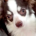 『かっこいい顔』の子犬→すくすく育った結果…まさかの『別犬のような光景』が8万再生「吹いたｗ」「２度美味しい」「若くなった？ｗ」と絶賛(ブログ)