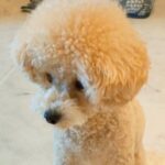 完全によそ見している犬→突然『オテ』と言ってみた結果…思わず吹いてしまう『衝撃的な行動』が53万再生「クセ強すぎｗ」「勢いがｗｗ」(ブログ)