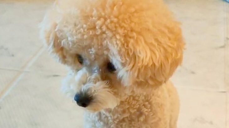完全によそ見している犬→突然『オテ』と言ってみた結果…思わず吹いてしまう『衝撃的な行動』が53万再生「クセ強すぎｗ」「勢いがｗｗ」(ブログ)