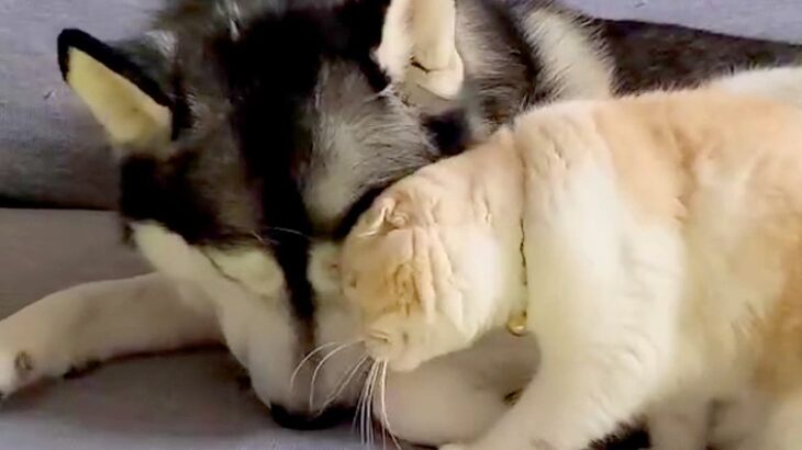 猫に寄り添われて嬉しそうな大型犬→別の犬のところに行ってしまい…『フラれて絶望する様子』が15万再生「三角関係で草」「猫は気まぐれｗ」(ブログ)