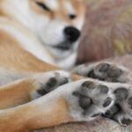 犬の『肉球』にはどんな役割があるの？4つの秘密からお家でできる日常ケアの方法までご紹介(ブログ)