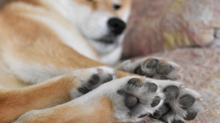 犬の『肉球』にはどんな役割があるの？4つの秘密からお家でできる日常ケアの方法までご紹介(ブログ)