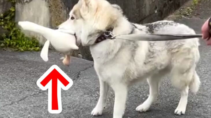 外まで『お気に入りのぬいぐるみ』を持ってきた大型犬→一緒に散歩するのかと思ったら…まさかの展開が117万再生「爆笑ｗｗ」「可愛すぎｗ」(ブログ)