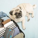 飼い主が外出する前、愛犬はどう思っているの？留守番時の問題行動を防ぐ方法まで(ブログ)