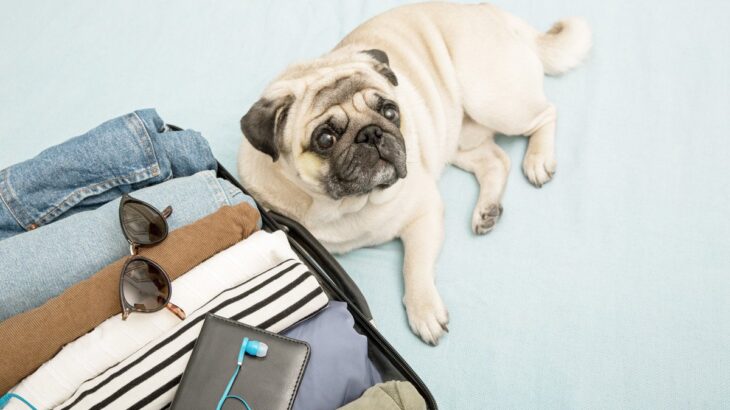 飼い主が外出する前、愛犬はどう思っているの？留守番時の問題行動を防ぐ方法まで(ブログ)