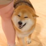 3人のお客さんを家に招待→ドアを開けた次の瞬間…犬による『尊すぎるご挨拶』が50万再生「おしり可愛いｗｗ」「人間いっぱい嬉しいね」と反響(ブログ)