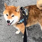 『動物病院に連れて行って』と犬にお願いした結果…もはや人間？まさかの健気な行動が5万再生「お利口すぎる」「一生懸命でいじらしい」と反響(ブログ)