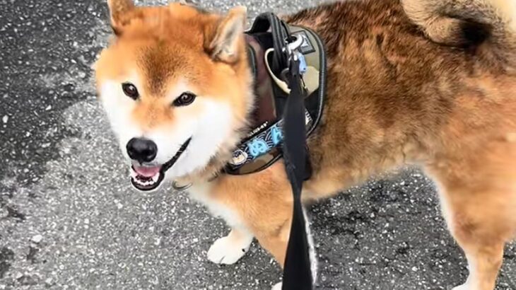 『動物病院に連れて行って』と犬にお願いした結果…もはや人間？まさかの健気な行動が5万再生「お利口すぎる」「一生懸命でいじらしい」と反響(ブログ)