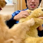 大型犬の目の前で『自分にそっくりなぬいぐるみ』を可愛がったらどうするのか検証→まるで彼女？恋人のようなリアクションが話題「大好き伝わる」(ブログ)
