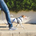 愛犬が『散歩でリードを引っ張る』原因と対策　理解しておくべきポイントから上手に伝える方法まで(ブログ)