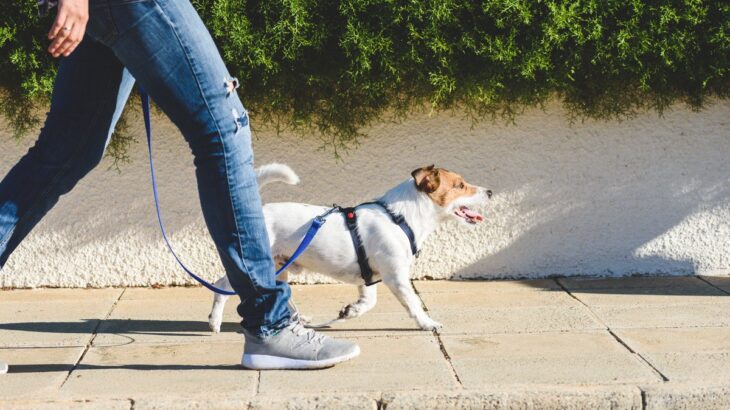 愛犬が『散歩でリードを引っ張る』原因と対策　理解しておくべきポイントから上手に伝える方法まで(ブログ)