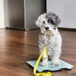 愛犬の『痩せすぎ』には注意しよう！危険な症状や体重を維持するためのコツを解説(ブログ)