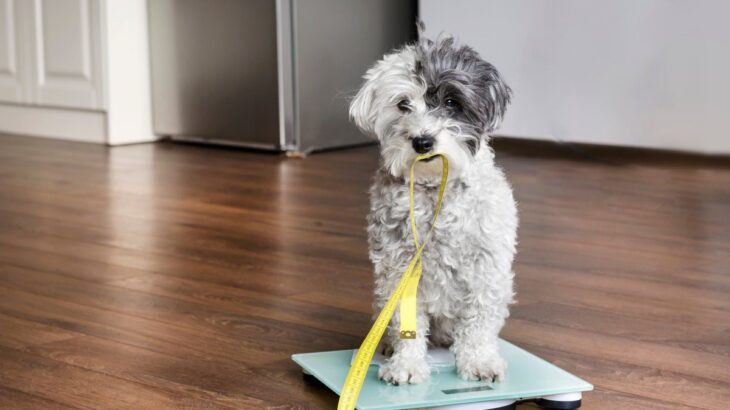愛犬の『痩せすぎ』には注意しよう！危険な症状や体重を維持するためのコツを解説(ブログ)