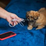 犬がしていたら『超危険』な行動5つ　最悪の事態を招く可能性も…今すぐにやめさせよう！(ブログ)