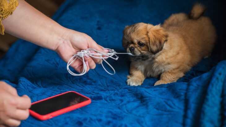 犬がしていたら『超危険』な行動5つ　最悪の事態を招く可能性も…今すぐにやめさせよう！(ブログ)