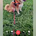 夫が犬の散歩に出かけたら、ビデオ通話が掛かってきて…とんでもなく可愛い『まさかの光景』に11万いいね集まる「新しい拒否柴ｗｗ」と絶賛(ブログ)