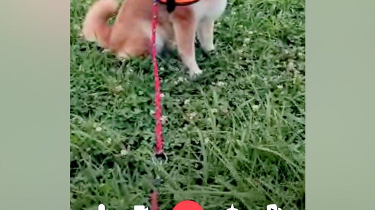 夫が犬の散歩に出かけたら、ビデオ通話が掛かってきて…とんでもなく可愛い『まさかの光景』に11万いいね集まる「新しい拒否柴ｗｗ」と絶賛(ブログ)